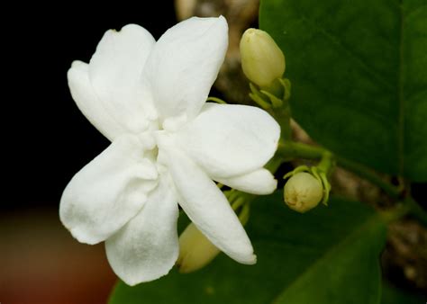 Jasminum Sambac Oleaceae Bunga Melor Or Melur Prof Dr Kamarudin