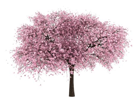 Cherry PNG Images Transparent Free Download | PNGMart png image