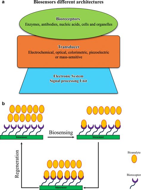 a biosensors include three critical components the bioreceptor the download scientific