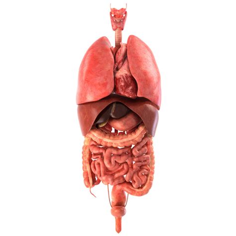 D Diagram Of The Liver Human Male Internal Organs D Model Max Obj