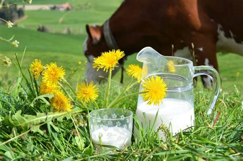 Milk And Cows Stock Image Image Of Ecologic Country 40363917