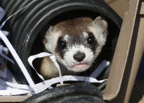 Photos: One year later, these rare ferrets are alright | National News ...