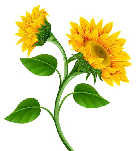 Sunflower Png Photo Png Mart