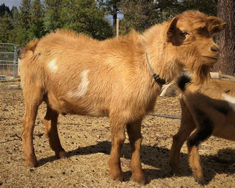 Nigerian Dwarf Goats Buck