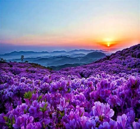 Purple Fields Forever Beautiful Landscapes Nature Nature Photography