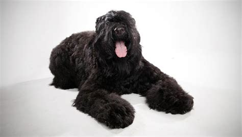 Black Russian Terrier Dog Breed Selector Animal Planet