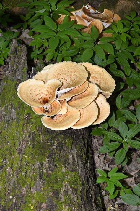 Mushroom Polyporus Squamosus Growing On A Tree Polyporus Squamosus