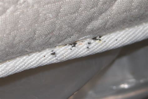 SIGNS You Have BED BUGS UnBugMe Pest Control Termite