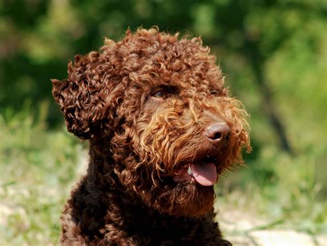 Bilder geschichte pflege adoption training gesundheit. Italienischer Wasserhund - Lagotto Romagnolo im Portrait ...