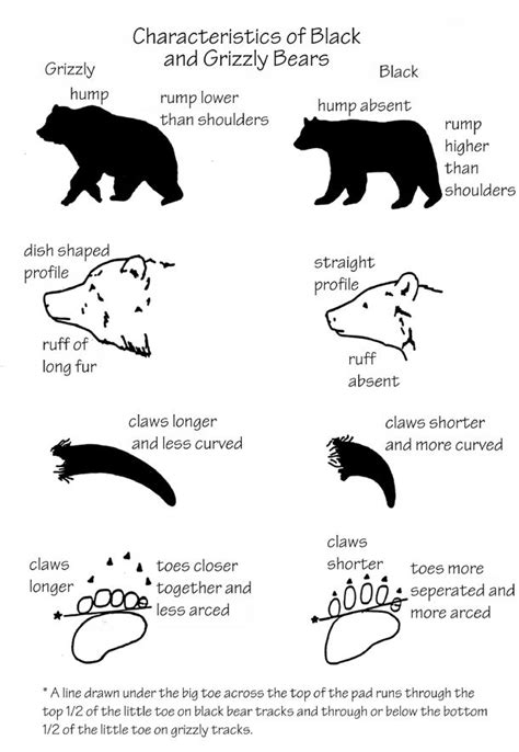 Diagram Of Black Bear And Grizzly Bear Differences Showing Body Face