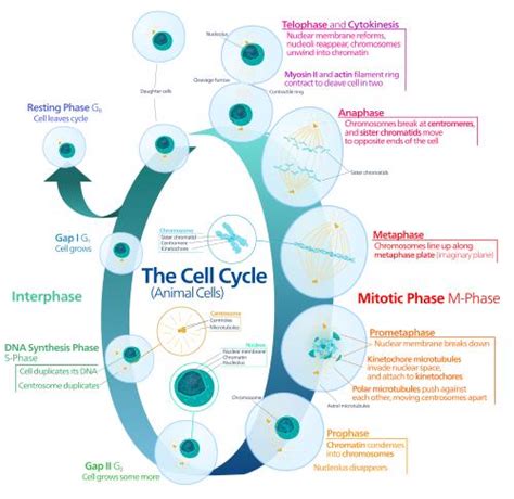 What Is Cell Division And Cycle Stages Of Mitosis And Meiosis Nta Exam
