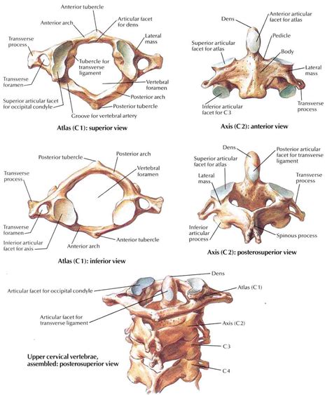 Cervicales Hautes Atlas Axis Anatomy Bones Human Skeletal System
