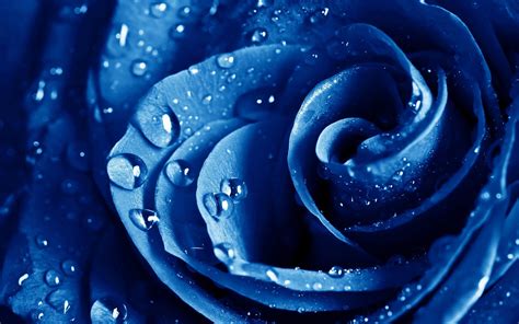 Wet Drops Blue Rose Wallpapers Hd Wallpapers Id 11840