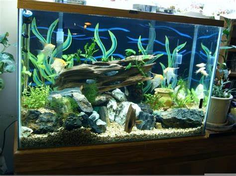  for Sale Driftwood Aquarium Fish Decorations Stone Images Frompo