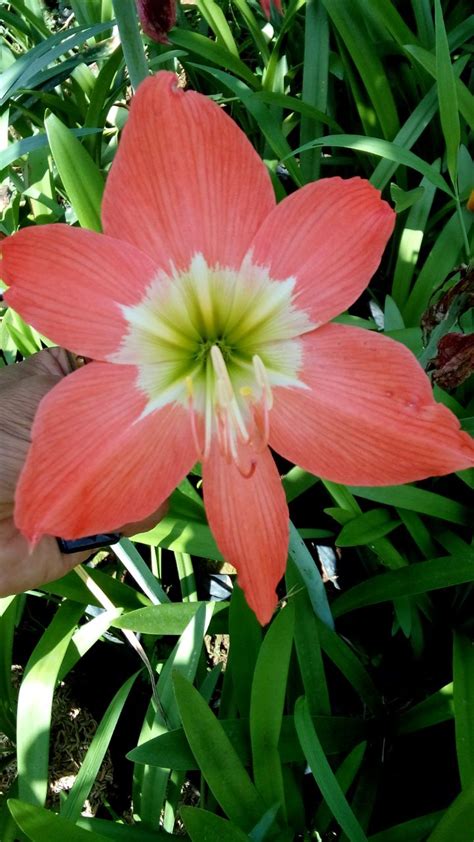 Paling Bagus 30 Gambar Bunga Amarilis Gambar Bunga Indah