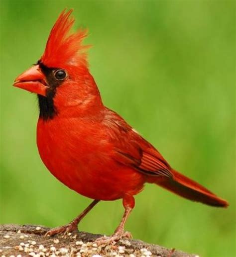 North Carolina Cardinal