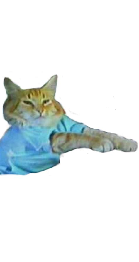 Cat Meme Memes Catmeme Cats Freetoedit Sticker By Tludot