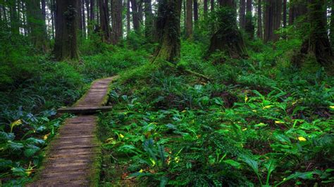 Beautiful Forest Path Wallpaper Nature And Landscape