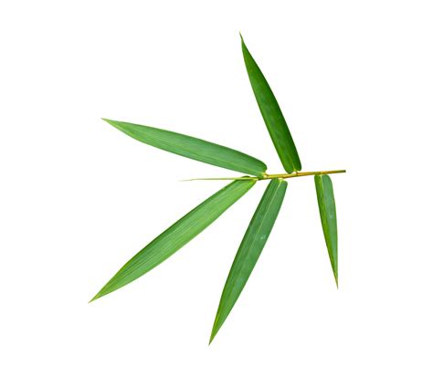 Free Bamboo Leaf Isolated On Transparent Background Png File 18743075