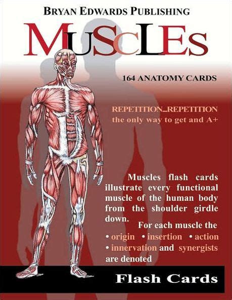 Muscles Flash Cards By Bryan Edwards Publishing 9781878576002