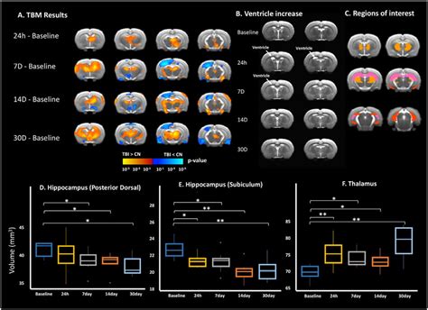 Brain Volume Changes Following Tbi It Shows The Different Results Of