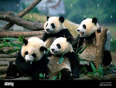 Giant Pandas Are Seen At Wolong Giant Panda Research Center In Chengdu