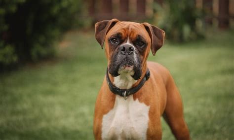 Top 10 Most Loyal Dog Breeds In The World 2021 Petsforcare