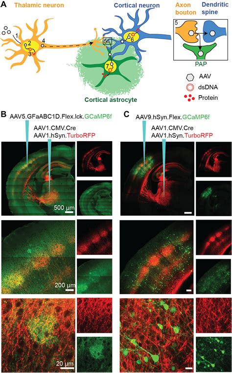 Ca Activity Maps Of Astrocytes Tagged By Axoastrocytic Aav Transfer