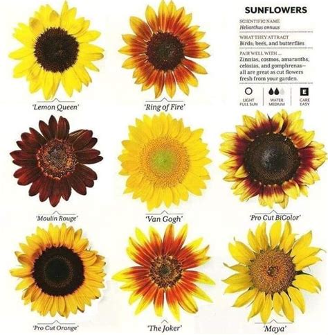 Pin By Kim Lake Brown On Sunflowers Only Growing Sunflowers Types Of