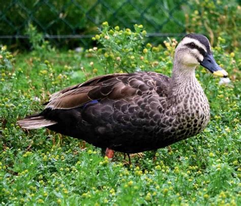 Eastern Spot Billed Duck British Waterfowl Association