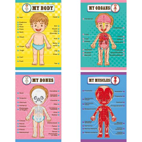 Buy Human Body Educational Learning Posters Body Parts Learning Wall