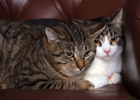 Two Tabby Cats Together Stock Image Image Of Mammal 173427691