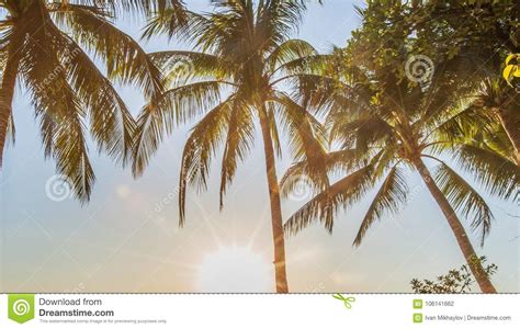 Tropical Sunrise With Palm Trees Stock Photo Image Of Coast Scenic