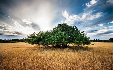 Green Tree Photo During Daytime Hd Wallpaper Wallpaper Flare