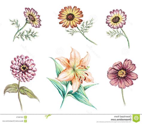 Different Types Of Flowers Drawing Easy