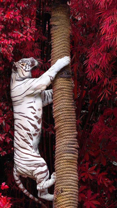 White Tiger Climbing Tree Hd Animals Wallpapers Photos And Pictures