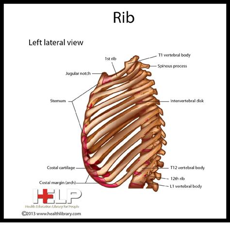 Rib Left Lateral View Skeleton Anatomy Anatomy And Physiology