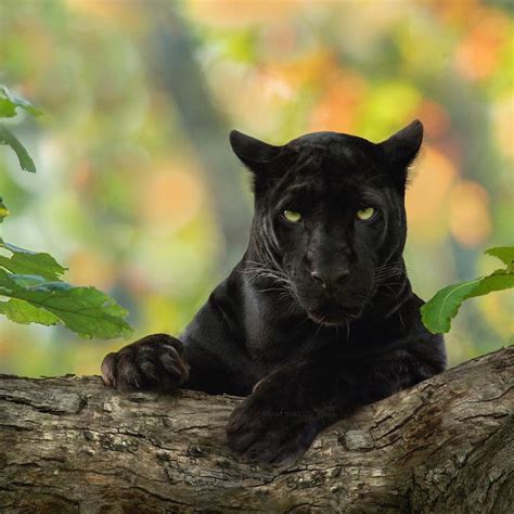 Rare Black Panther Captured Beautifully On Camera