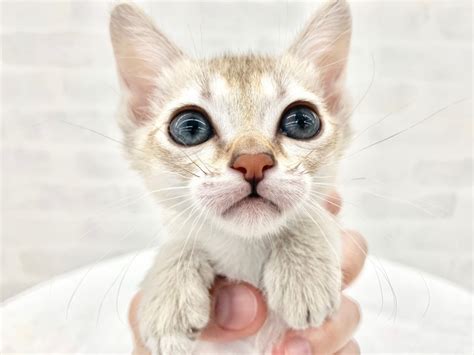 シンガプーラに多く見られる 遺伝疾患 大阪のブリーダーから可愛い シンガ プーラ 猫 アレルギー sydneyjrbv09gh