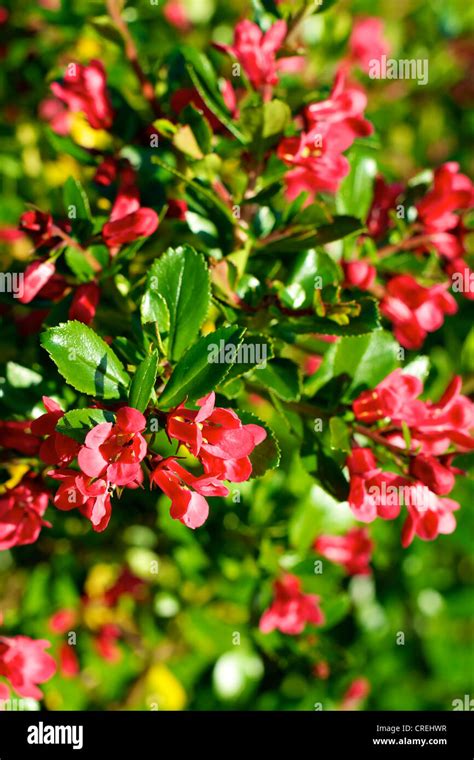 Waxy Red Flowers Hi Res Stock Photography And Images Alamy