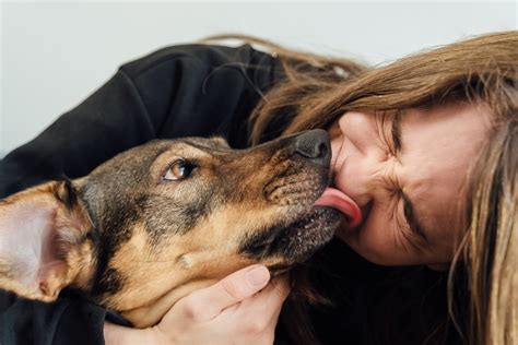 Heres Why Dogs Love To Lick Their Owners Pawtracks