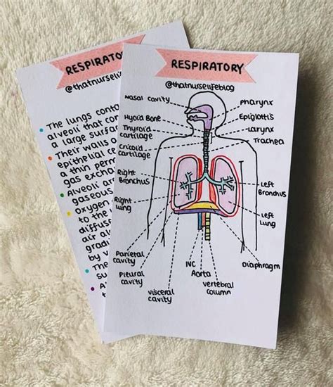 Respiratory Anatomy Flashcards Pdf Anatomy Flashcards Study