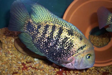 Vieja Zonatus Central American American Cichlids Fish Smiths