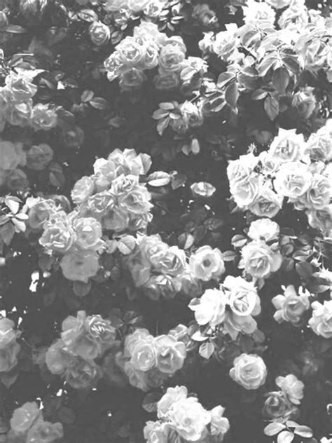Download Black And White Aesthetic Flower Wallpaper