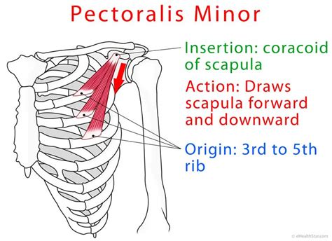 Pectoralis Minor Origin Insertion Action Muscle Anatomy Human
