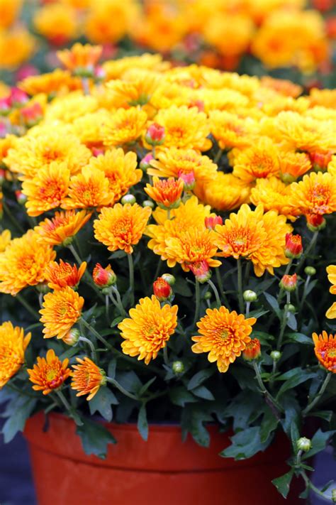 How To Overwinter Mums The Simple Secrets To Saving Hardy Mums