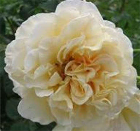 Mireille mathieu & julio iglesias. Rosen, Duftrosen Mir - Miranda, Mireille Mathieu, Miss ...