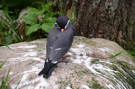 Fotos Gratis Naturaleza Pájaro Animal Fauna Silvestre Zoo Pico