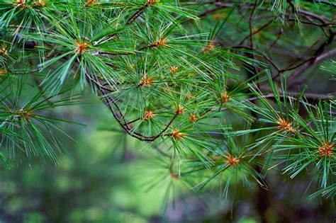 Eastern White Pine A Top 100 Common Tree In North America