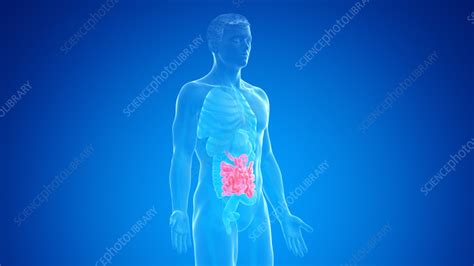 human small intestine illustration stock image f035 2504 science photo library